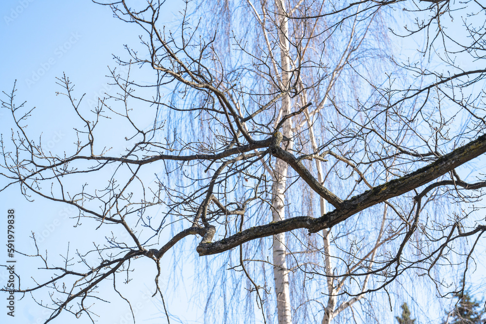 birch and linden branches in the early spring of the sky