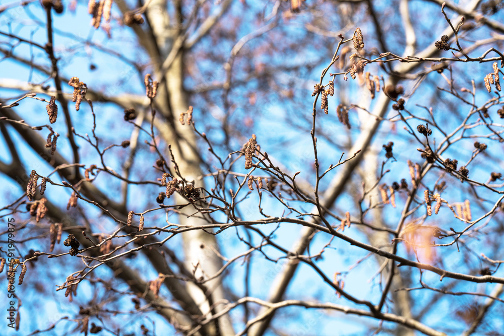 branches of gray alder in early spring against the sky branches of gray alder in early spring against the sky