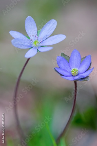 Hepatica Nobilis - Liverwort: the messenger of spring, a blue flower that can help the liver and gall bladder.