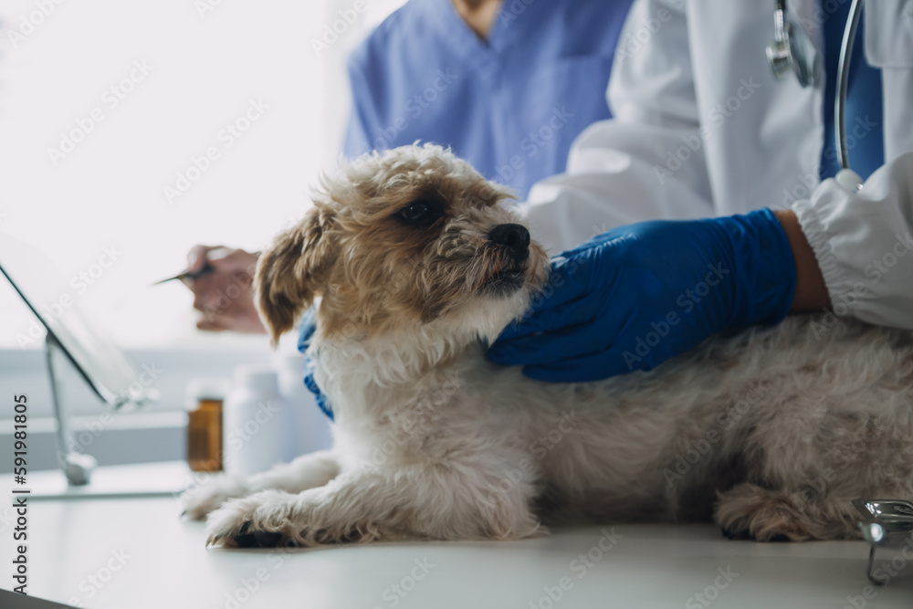 Vet examining dog and cat. Puppy and kitten at veterinarian doctor. Animal clinic. Pet check up and vaccination. Health care. Vet examining dog and cat. Puppy and kitten at veterinarian doctor. Animal clinic. Pet check up and vaccination. Health care.