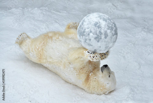 Polar bear playing with a ball © elizalebedewa