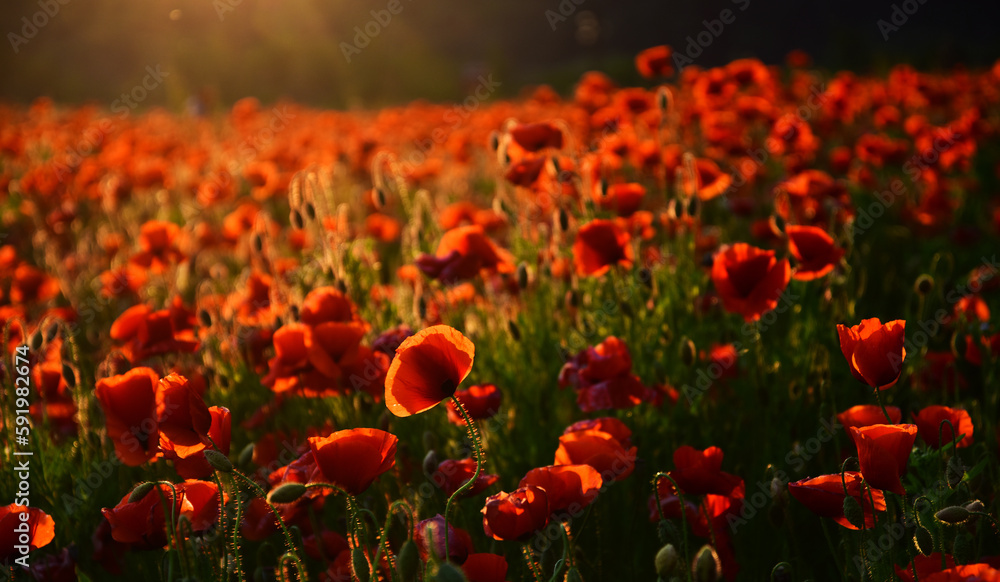 Fototapeta premium Dramatic Poppy flowers field. Anzac day banner. Anzac background. Poppy field, Remembrance day, Memorial in New Zealand, Australia, Canada and Great Britain. Red poppies.