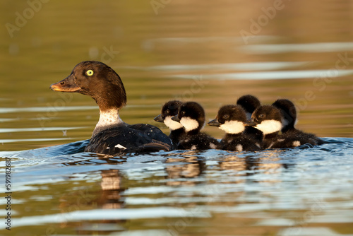A family of ducks with six ducklings swimming together; Whitehorse, Yukon, Canada photo