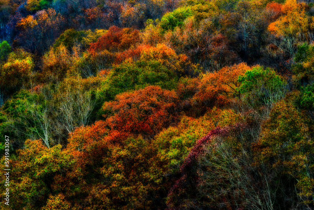 Vibrant coloured foliage in autumn in Croton Gorge Park; Cortlandt, New York, United States of America Vibrant coloured foliage in autumn in Croton Gorge Park; Cortlandt, New York, United States of America