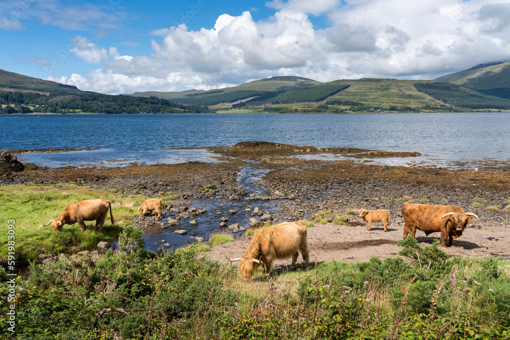A small herd of Highland Cattle roam the shoreline along the Isle of Mull, Scotland; Isle of Mull, Scotland A small herd of Highland Cattle roam the shoreline along the Isle of Mull, Scotland; Isle of Mull, Scotland
