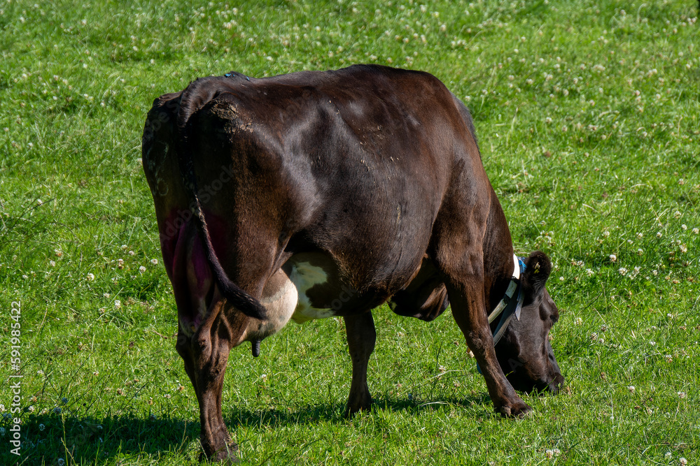 cow is eating grass on a field. Cow on a grass meadow in summer. Black cow on green grass field