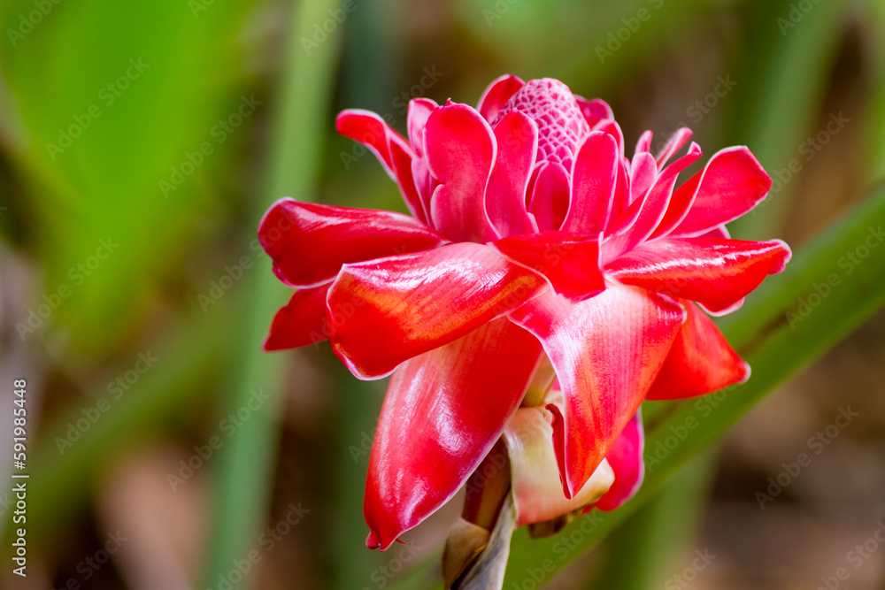 Torch Ginger (Etlingera elatior) growing in the wild in Hana; Maui, Hawaii, United States of America Torch Ginger (Etlingera elatior) growing in the wild in Hana; Maui, Hawaii, United States of America