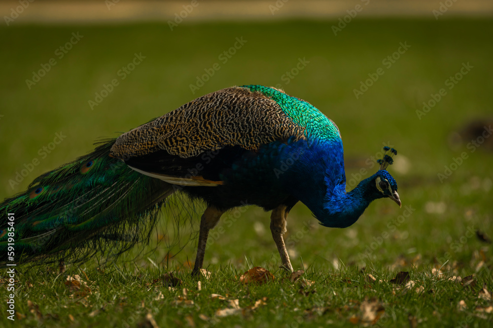Obraz premium Peacock with color feathers on spring light green grass in castle park
