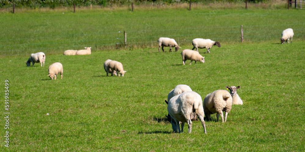 Obraz premium A flock of sheep on a meadow. Livestock farm in Ireland. Grazing animals on the farm. Herd of sheep on green grass field