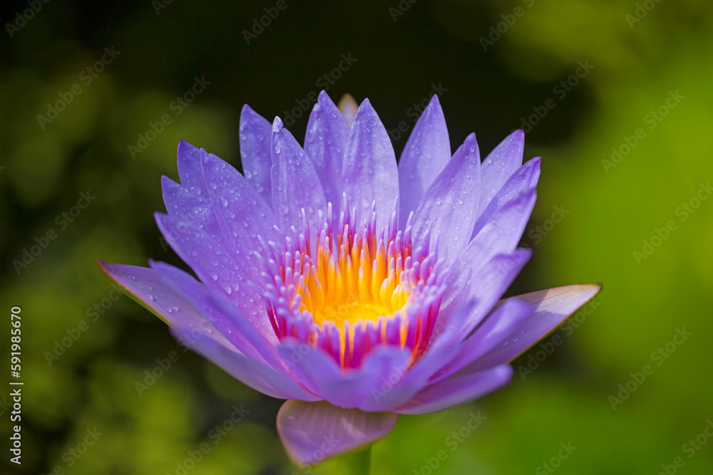 Close-up of Hawaiian, Purple Water Lily (Nymphaea); Paia, Maui, Hawaii, United States of America Close-up of Hawaiian, Purple Water Lily (Nymphaea); Paia, Maui, Hawaii, United States of America
