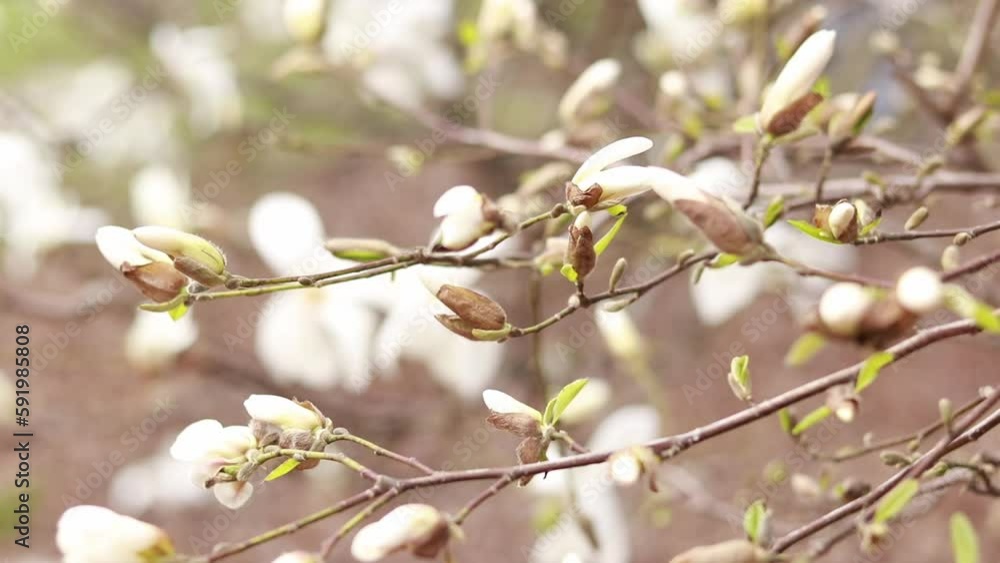 Buds of magnolia flowers, selective focus. Blooming white magnolia tree. Flowering tree in spring in the park Buds of magnolia flowers, selective focus. Blooming white magnolia tree. Flowering tree in spring in the park