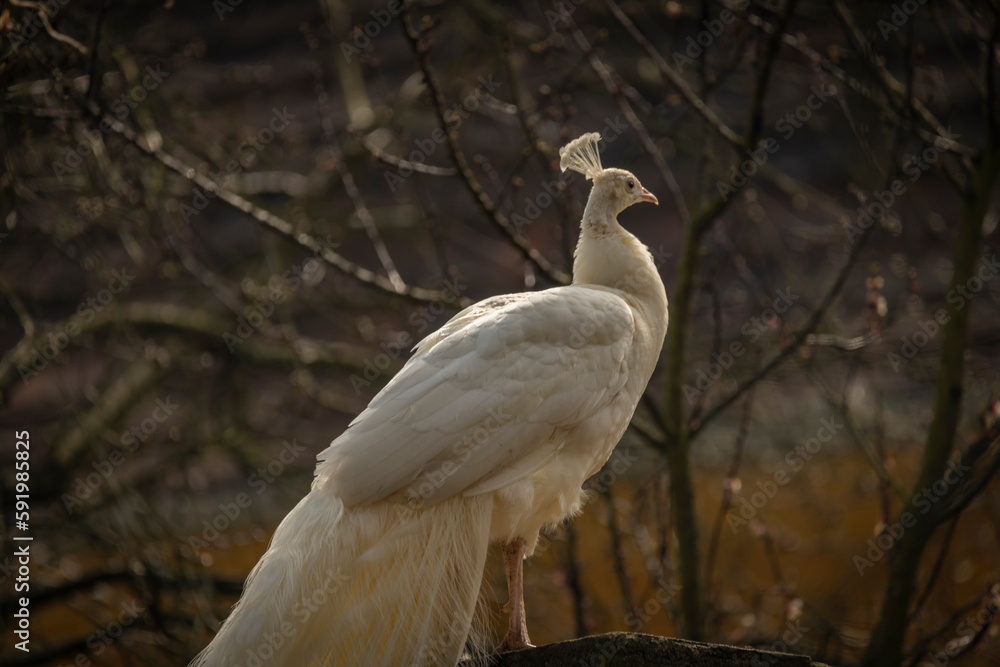 Obraz premium Peacock with white feathers on spring light green grass in castle park