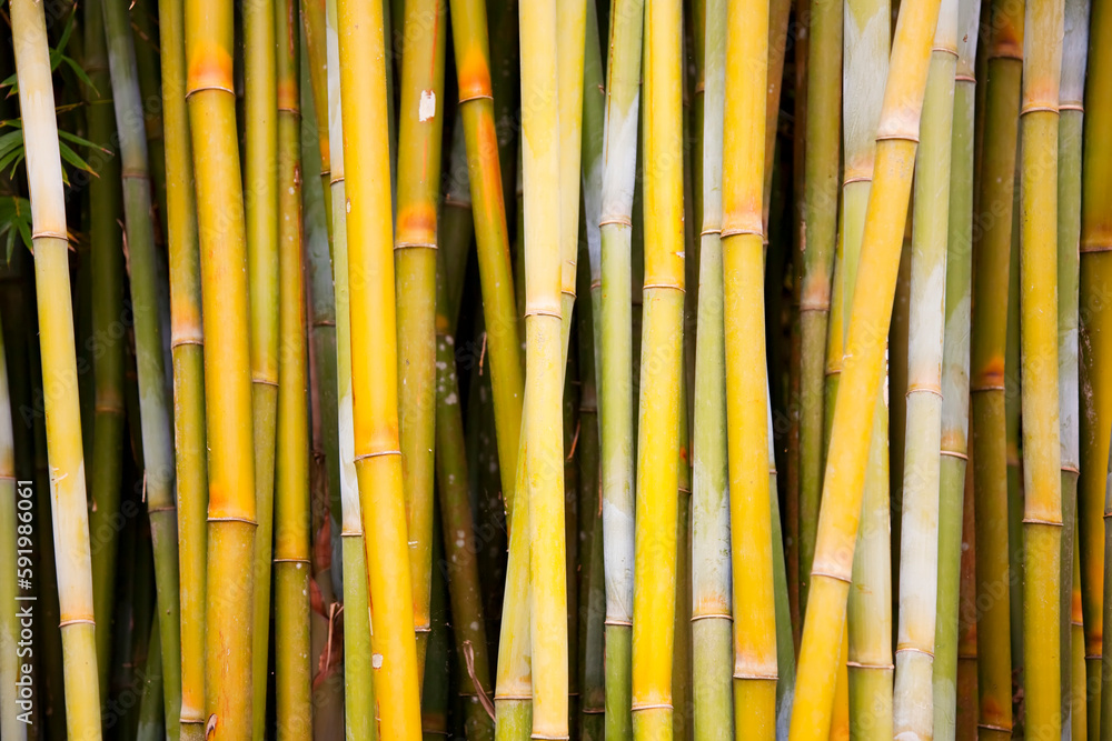 Close-up of bamboo (Bambusa) tree trunks; Hana, Maui, Hawaii, United States of America Close-up of bamboo (Bambusa) tree trunks; Hana, Maui, Hawaii, United States of America