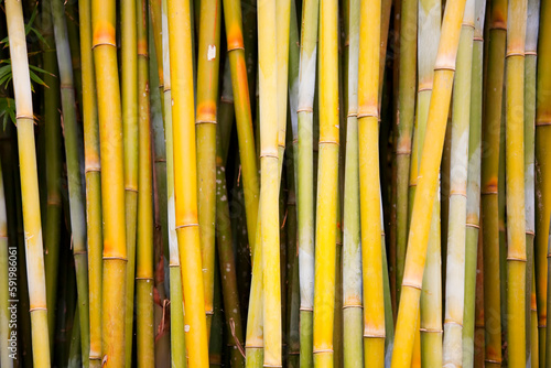 Close-up of bamboo (Bambusa) tree trunks; Hana, Maui, Hawaii, United States of America photo