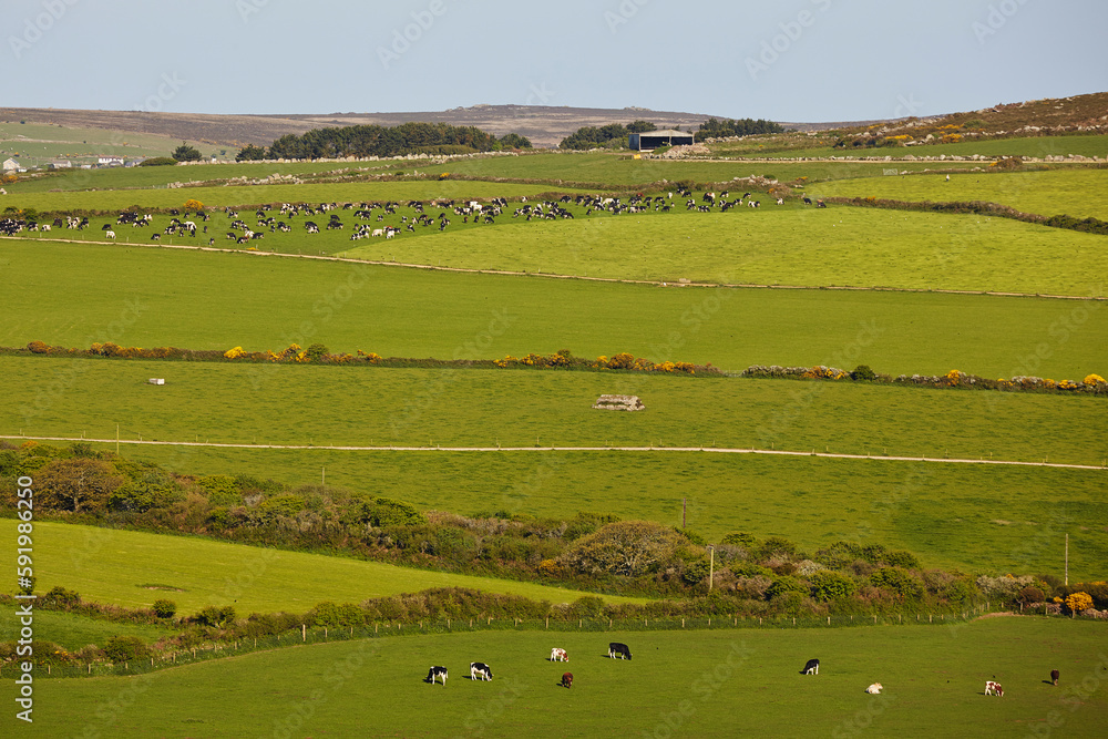 View of countryside from the top of Trencrom Hill, near St Ives with cows grazing in the fields; Cornwall, England, Great Britain View of countryside from the top of Trencrom Hill, near St Ives with cows grazing in the fields; Cornwall, England, Great Britain