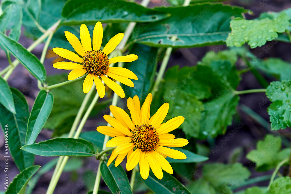 Yellow large field daisies close-up. Yellow large field daisies close-up.