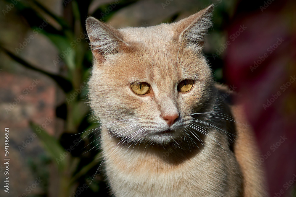 Portrait of a beautiful red cat close-up. Portrait of a beautiful red cat close-up.