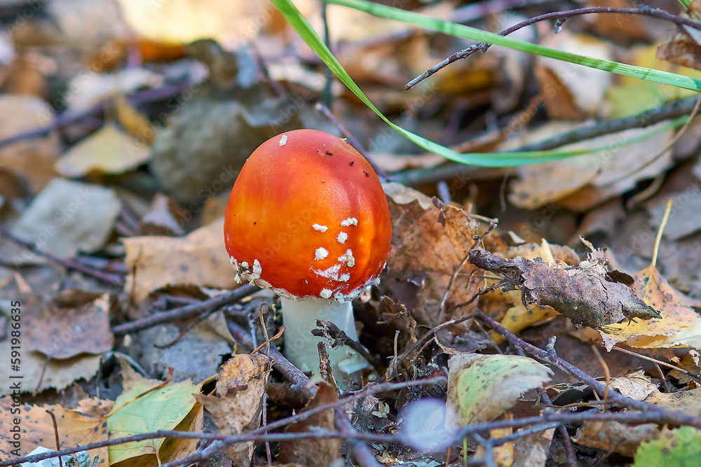 Small beautiful fly agaric in the autumn forest. Small beautiful fly agaric in the autumn forest.