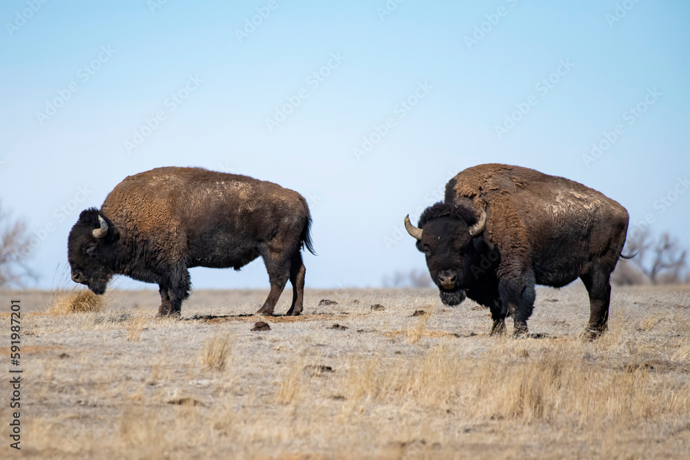 Two bull Bison (Bison bison) at Rocky Mountain Arsenal National Wildlife Refuge near Denver, Colorado, USA; Colorado, United States of America Two bull Bison (Bison bison) at Rocky Mountain Arsenal National Wildlife Refuge near Denver, Colorado, USA; Colorado, United States of America