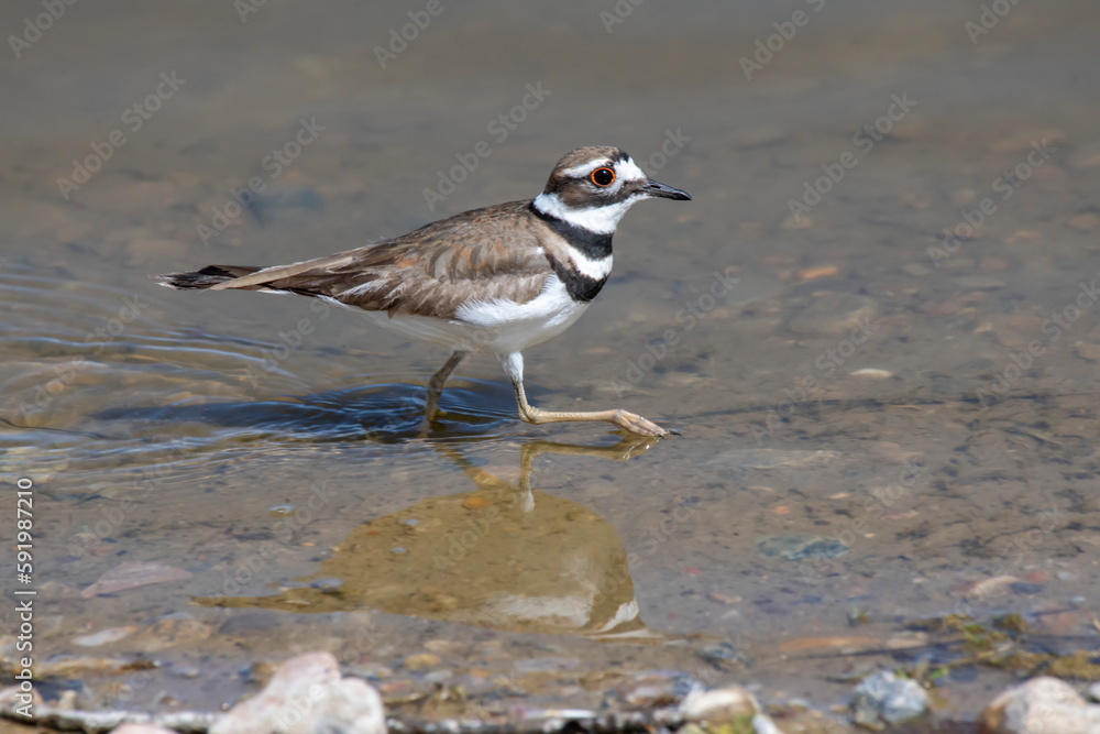 Killdeer (Charadrius vociferus) striding through shallow water along the Big Dry Creek Trail in Westminster, Colorado, USA; Westminster, Colorado, United States of America Killdeer (Charadrius vociferus) striding through shallow water along the Big Dry Creek Trail in Westminster, Colorado, USA; Westminster, Colorado, United States of America