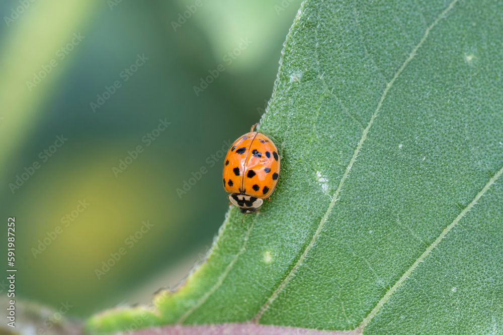 Multi-colored Asian Ladybeetle (Harmonia axyridis) on a green leaf at Two Ponds National Wildlife Refuge in Arvada, Colorado, USA; Arvada, Colorado, United States of America Multi-colored Asian Ladybeetle (Harmonia axyridis) on a green leaf at Two Ponds National Wildlife Refuge in Arvada, Colorado, USA; Arvada, Colorado, United States of America