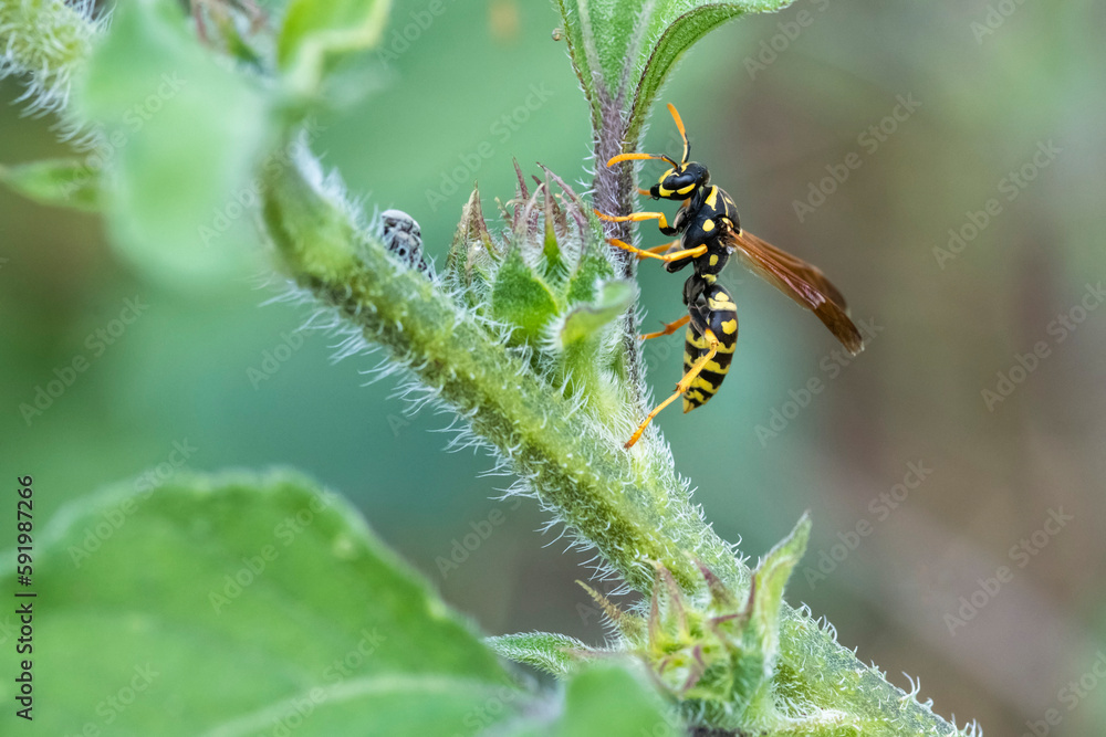 Wasp on plant at Two Ponds National Wildlife Refuge in Arvada, Colorado, USA; Arvada, Colorado, United States of America