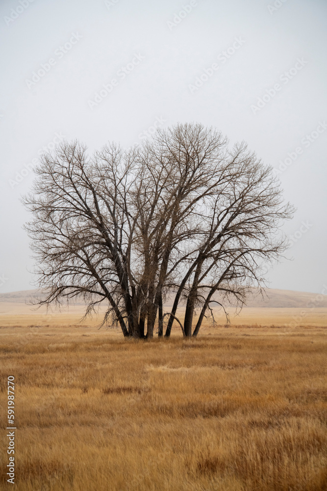 Bare trees and winter-brown grass at the Rocky Mountain Arsenal National Wildlife Refuge near Denver, Colorado, USA; Colorado, United States of America Bare trees and winter-brown grass at the Rocky Mountain Arsenal National Wildlife Refuge near Denver, Colorado, USA; Colorado, United States of America