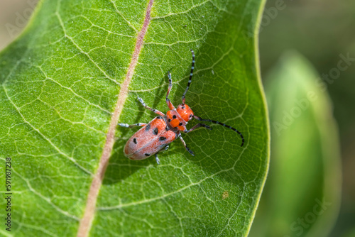 Red Milkweed Beetle (Tetraopes tetrophthalmus) on a green leaf at Two Ponds National Wildlife Refuge in Arvada, Colorado, USA; Arvada, Colorado, United States of America photo