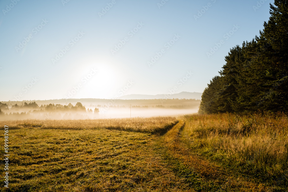 Morning fog in a clearing, a rural landscape, a road stretching into the distance, a foggy wind, wet land, wild forest, smoke over the field.