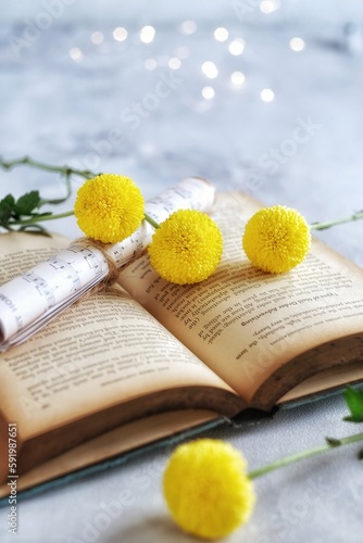 still life yellow chrysanthemun  photo