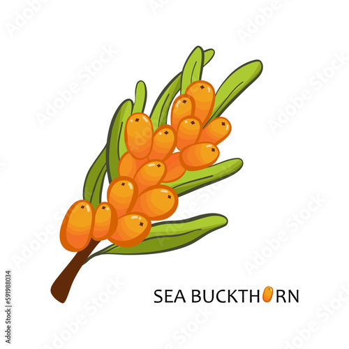 Hand drawn of sea-buckthorn. Forest buckthorn. Isolated on white background. For invitation, greeting cards, wedding,  design. Wild berries branches.