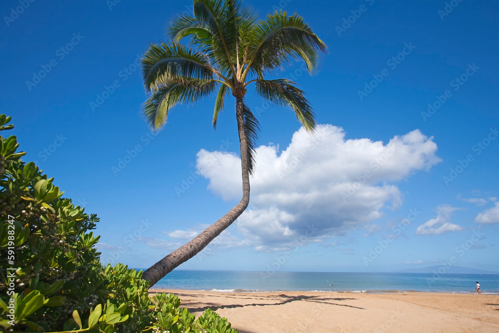 Coconut palm (Cocos nucifera) on Kamaole Beach One with people enjoying