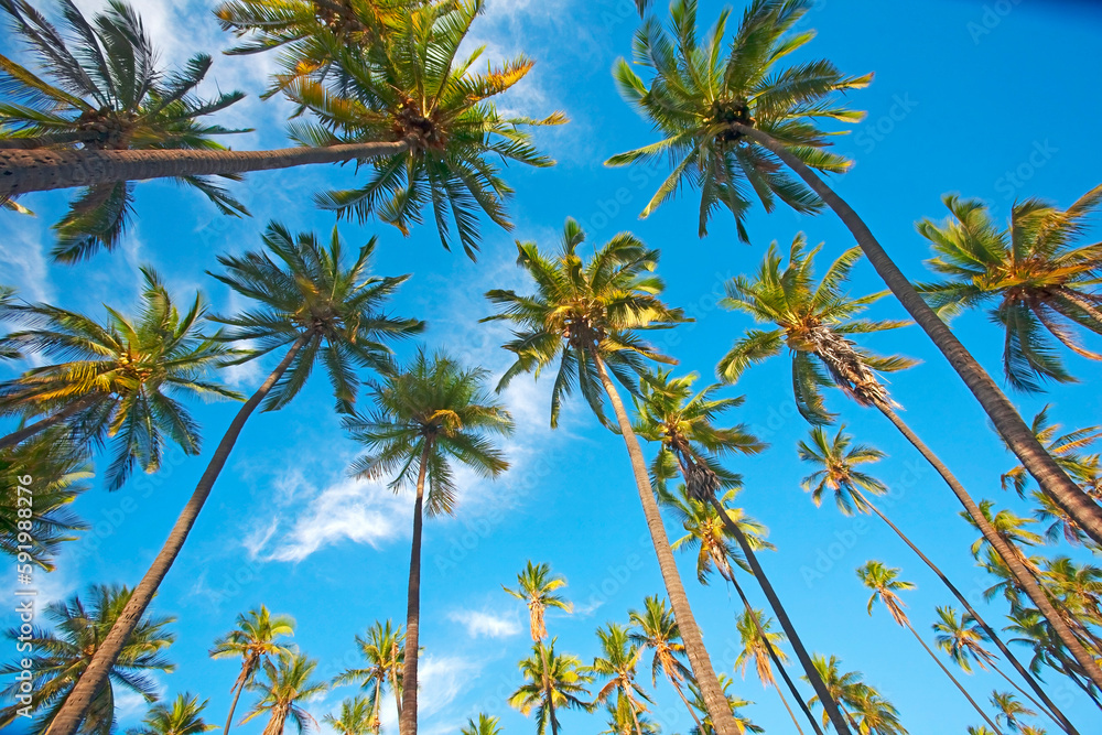 View of coconut palm trees (Cocos nucifera) against a blue sky at the