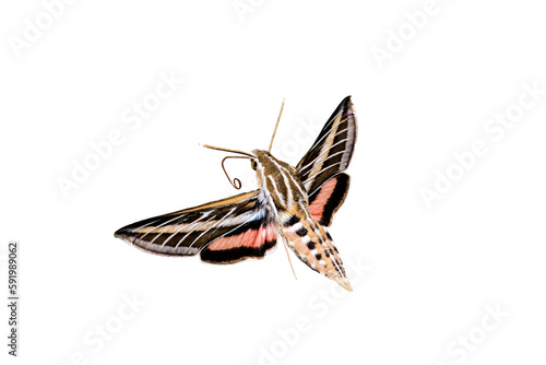 White-lined Sphinx Moth (Hiles lineata) in Flight Ready to Feed photo