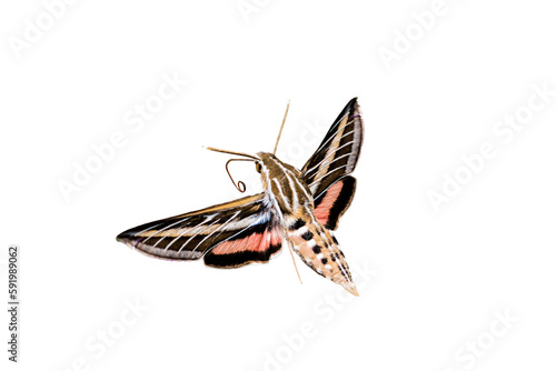 White-lined Sphinx Moth (Hiles lineata) Photo, in Flight Ready to Feed