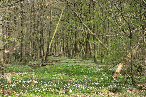 Frühling im Wald, Hintergrund, Natur