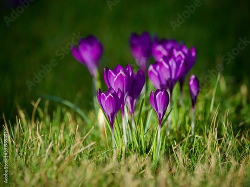 Purple Crocus Flowers in Spring  © Pefkos