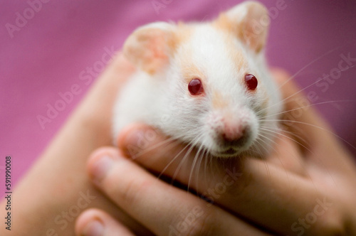 Young girl holds her pet hamster; Lincoln, Nebraska, United States of America photo