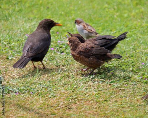 Blackbird with young © Margaret