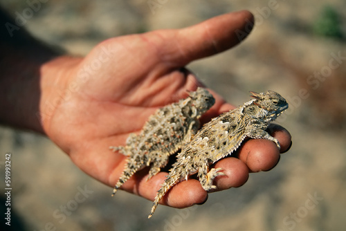 California coast horned lizards (Phrynosoma coronatum frontale) rest in the hand of a biologist; California, United States of America photo
