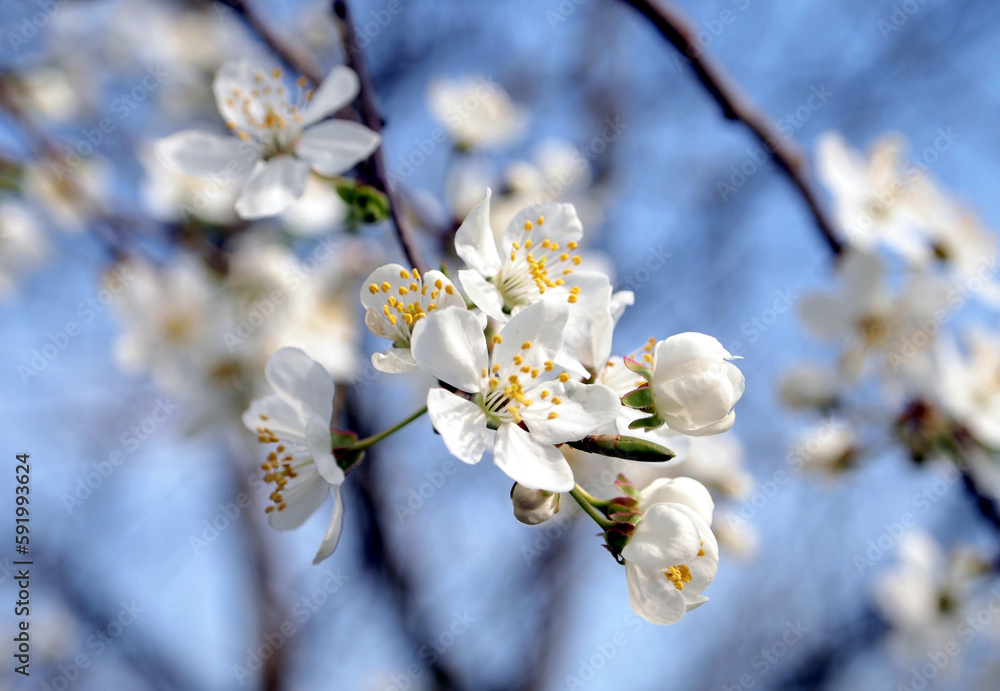 tree with blooming flowers