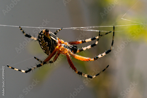 Wallpaper Mural Aculepeira ceropegia Torontodigital.ca