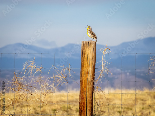 Male Western Meadowlark perched on a wooden post, calling out to its mate, mountains in the background