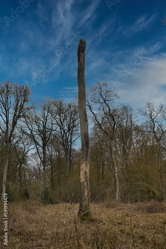 Baumstamm im Wald, Hintergrund