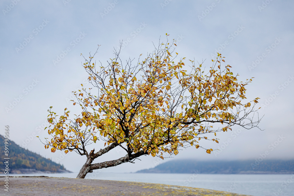 Tree leaning towards Lake Superior in autumn; Wawa, Ontario, Canada Tree leaning towards Lake Superior in autumn; Wawa, Ontario, Canada