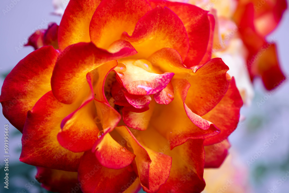 Orange rose Orange rose