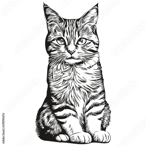 Cat sketch, hand drawing of wildlife, vintage engraving style, vector illustration kitten