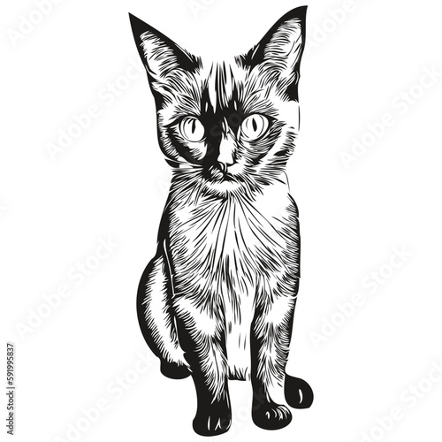 Engrave Cat illustration in vintage hand drawing style kitten