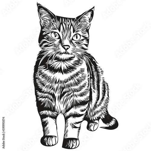 Hand drawn cartoon Cat, vector vintage illustration kitten