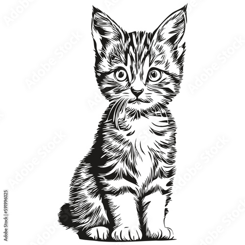 Black and white linear paint draw Cat vector illustration kitten